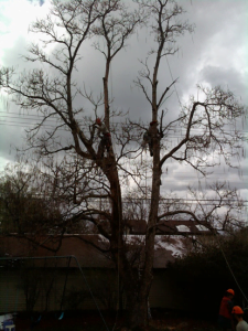 winter tree trimming