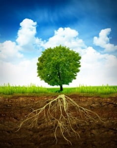 Deep Root Feeding Image