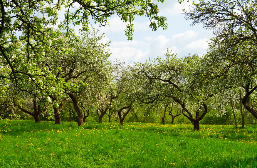 Fruit Trees