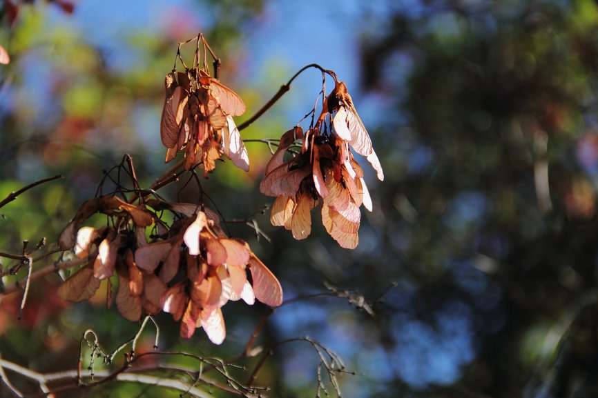 Diseased Tree