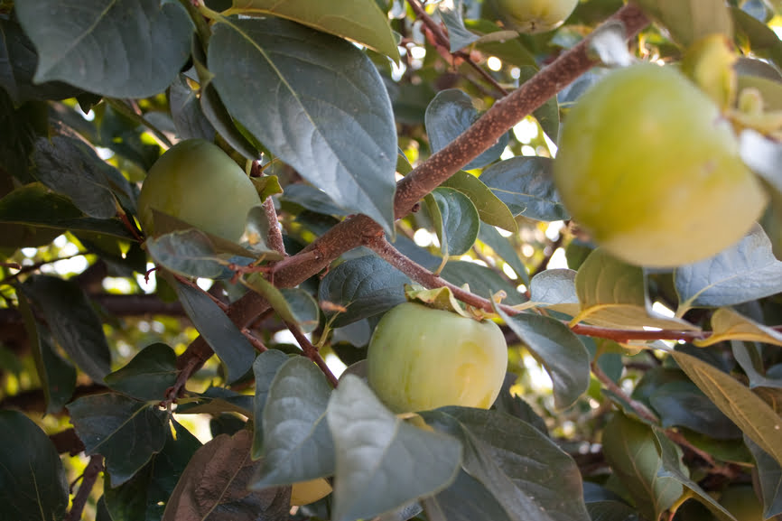 Fruit Tree Care