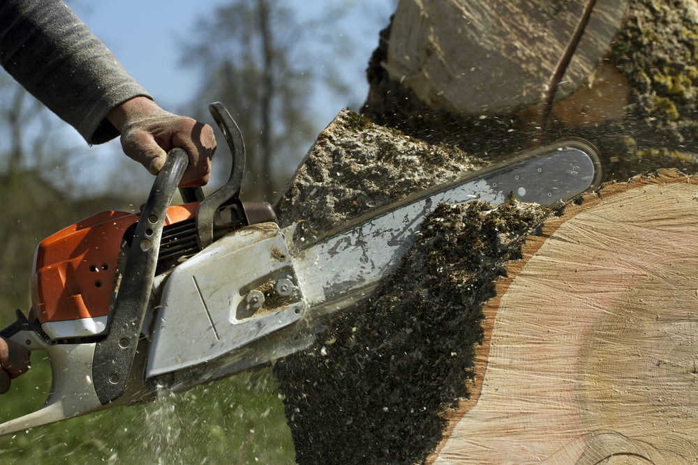 Tree Removal