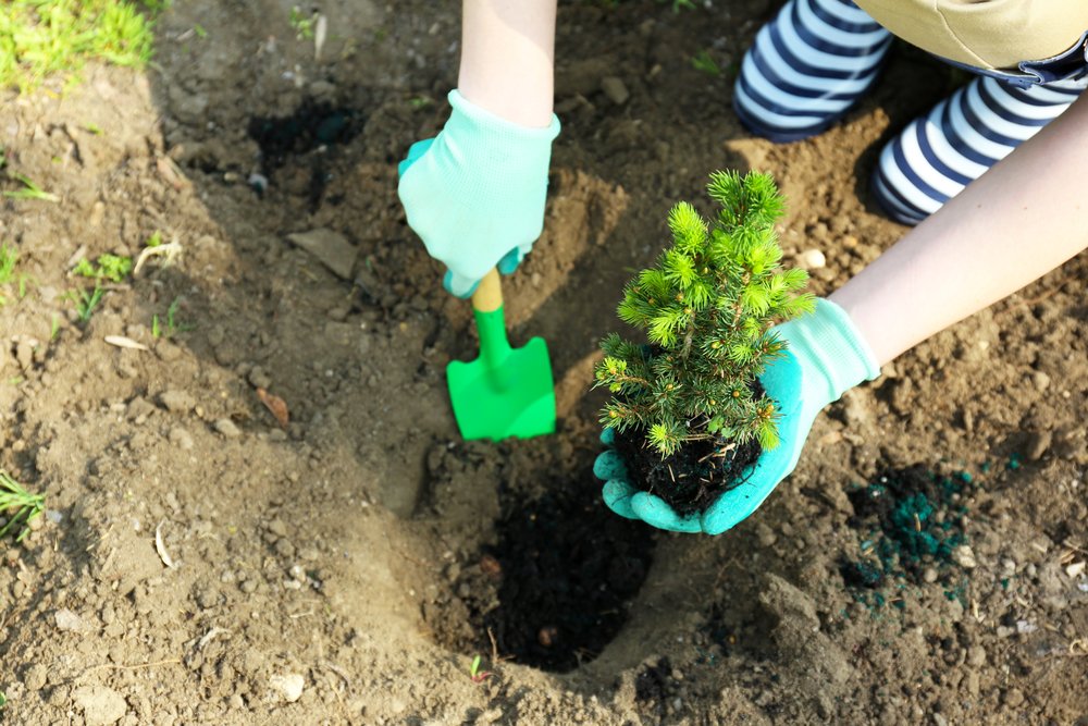 Farmer's Almanac Tree Care