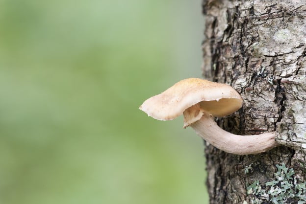Spring Tree Diseases