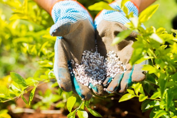 Tree and Shrub Fertilization