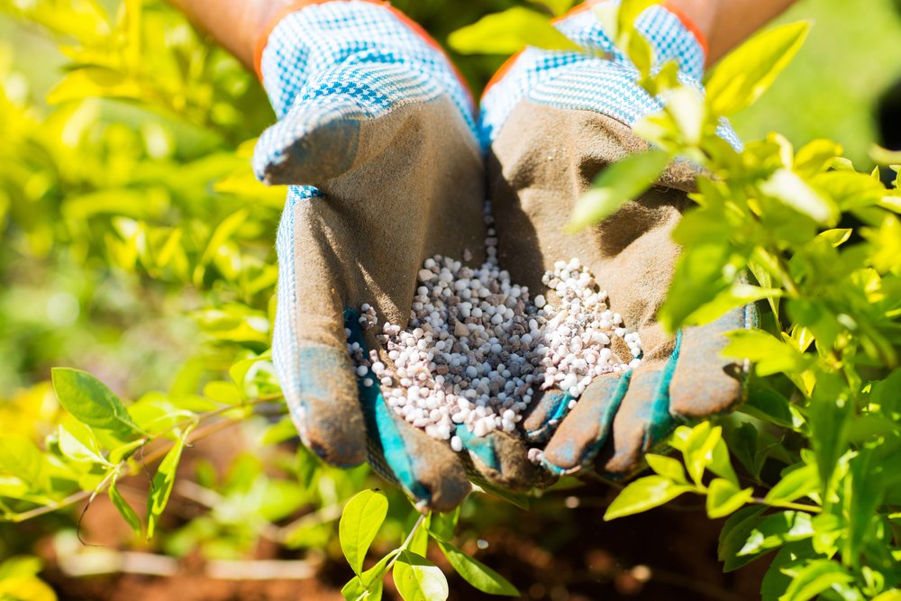Tree and Shrub Fertilization