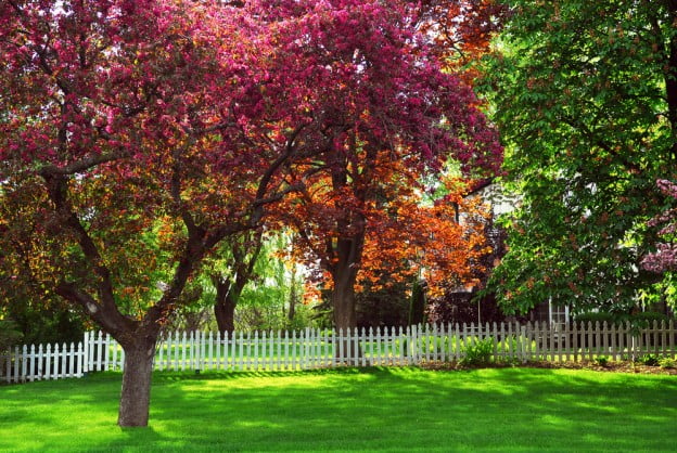 Fast Growing Trees