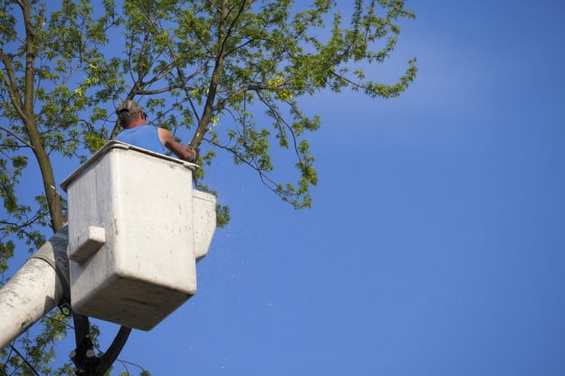 Tree Topping