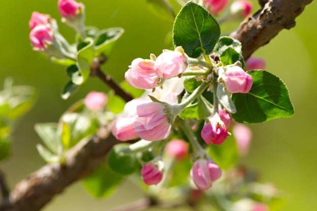 Tree Not Producing Fruit