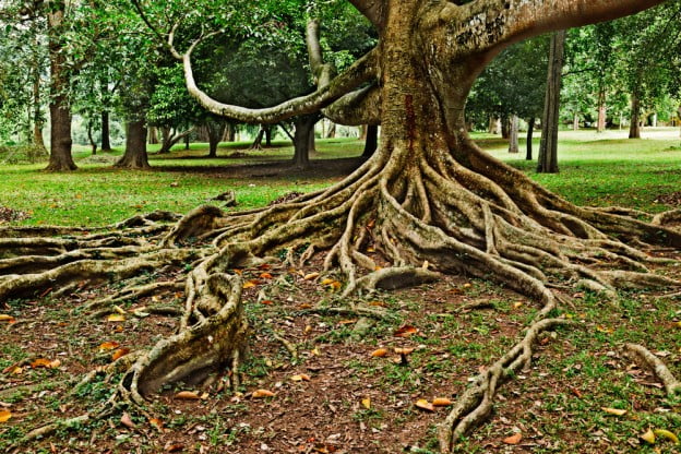 Tree Root Services