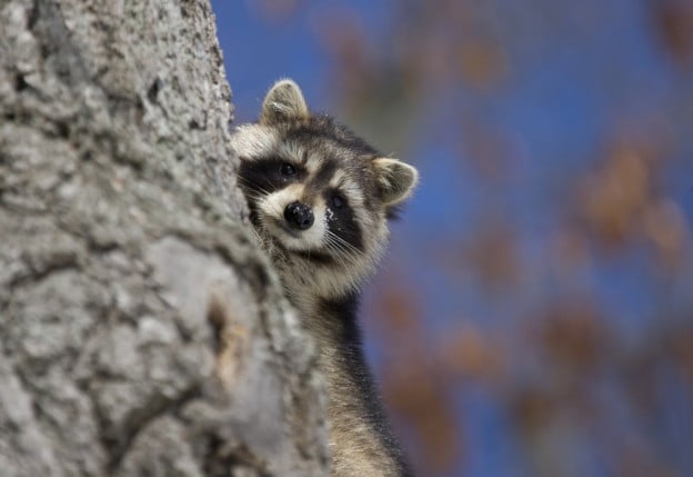 Raccoon Prevention