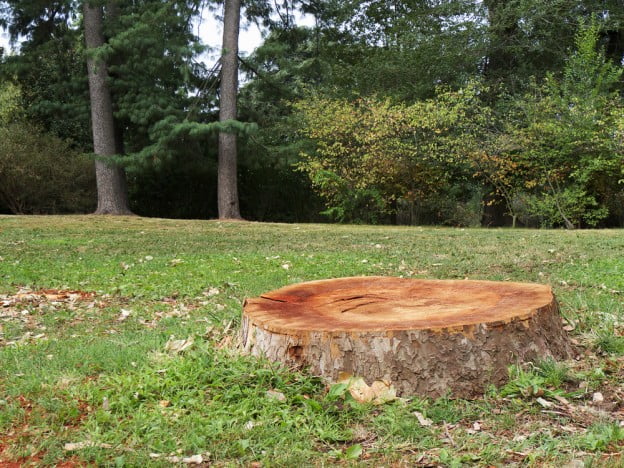 Tree Stump Removal