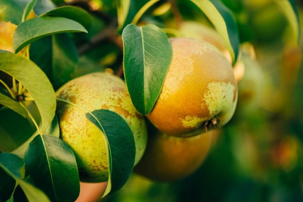Autumn Fruit Tree Care