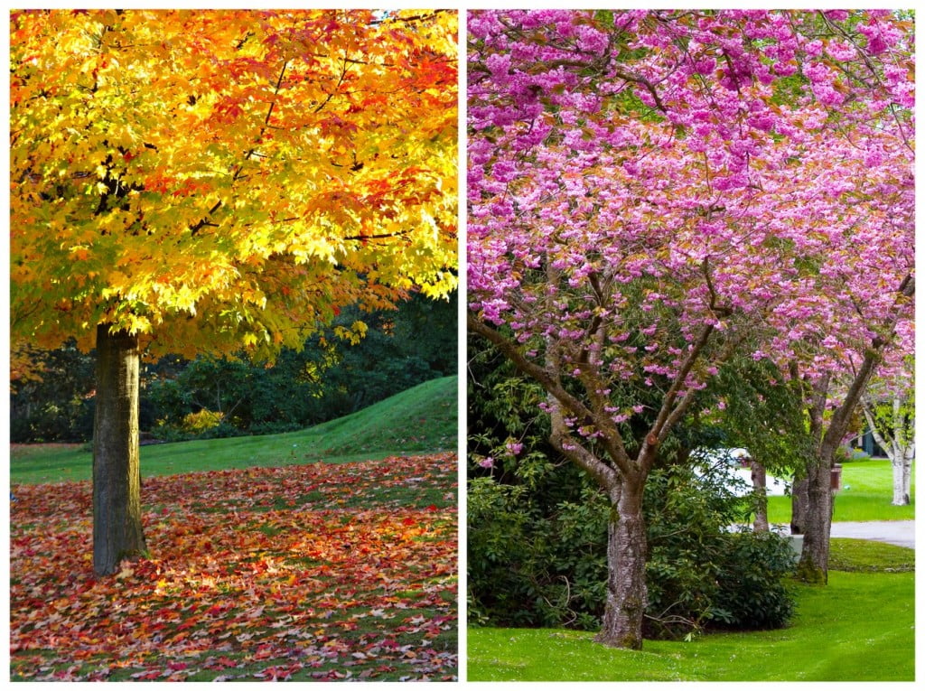 Fall Tree Care Utah
