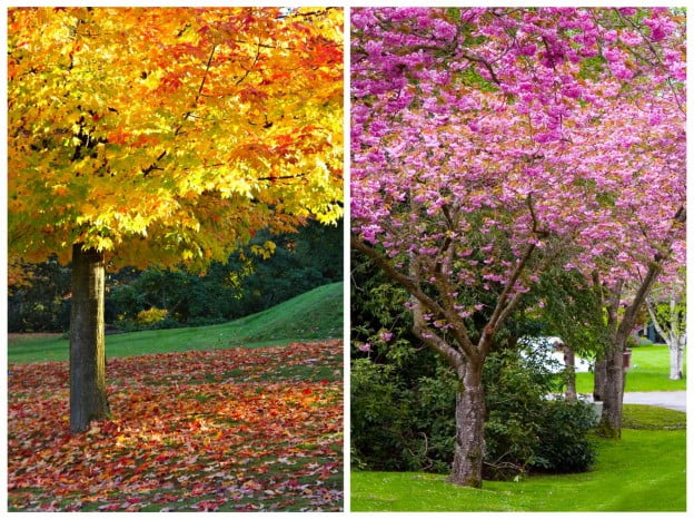 Fall Tree Care Utah