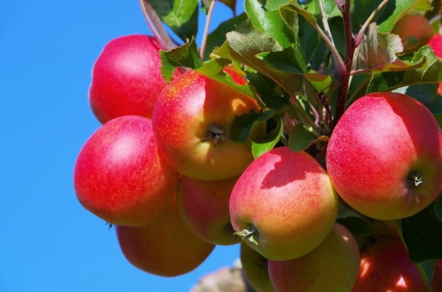 fruit tree care
