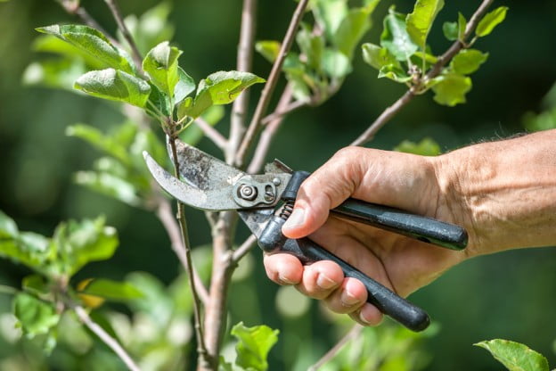 tree trimming