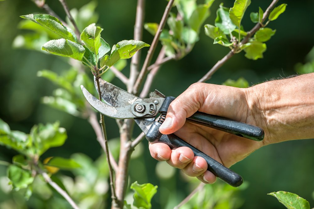 tree trimming