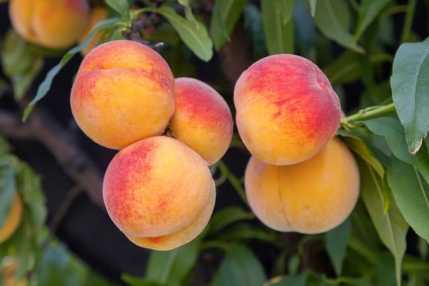 utah fruit tree