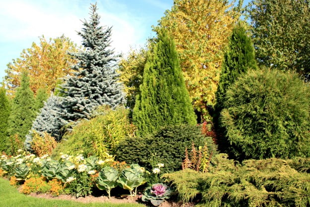 Growing Coniferous Trees