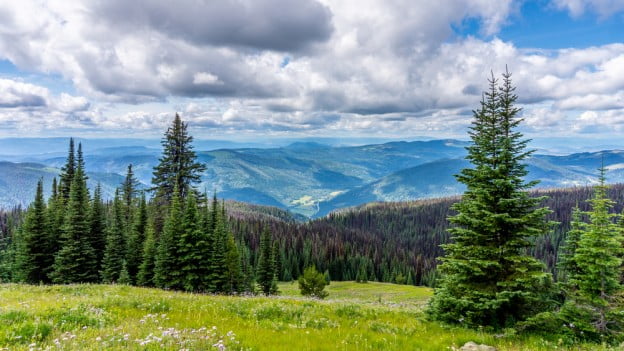 Tree Disease Control Strategies
