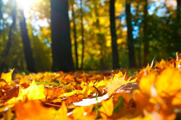 Tree Services to Consider this Fall