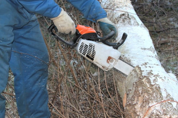 Tree Services During the Winter