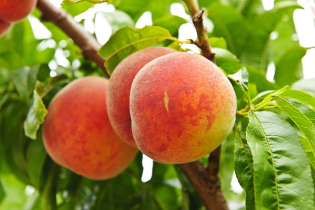 Winter Fruit Tree Care
