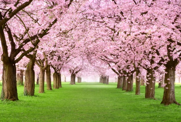 tree-care tips for spring
