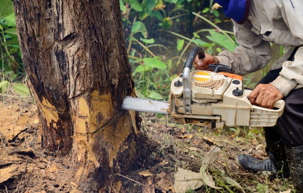 Tree Removal Costs in Northern Utah