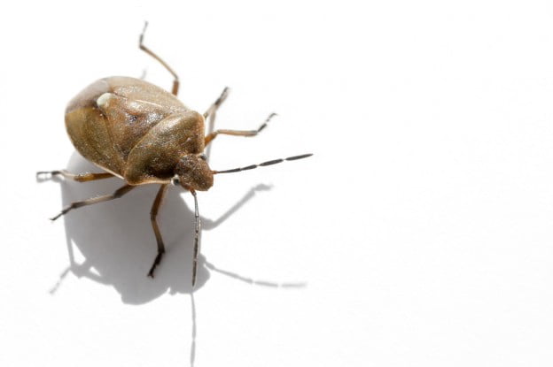 Tree Insect Control:
