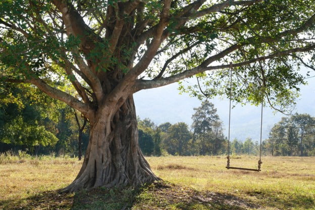 Tree Services: Cabling & Bracing Can Save At-Risk Trees