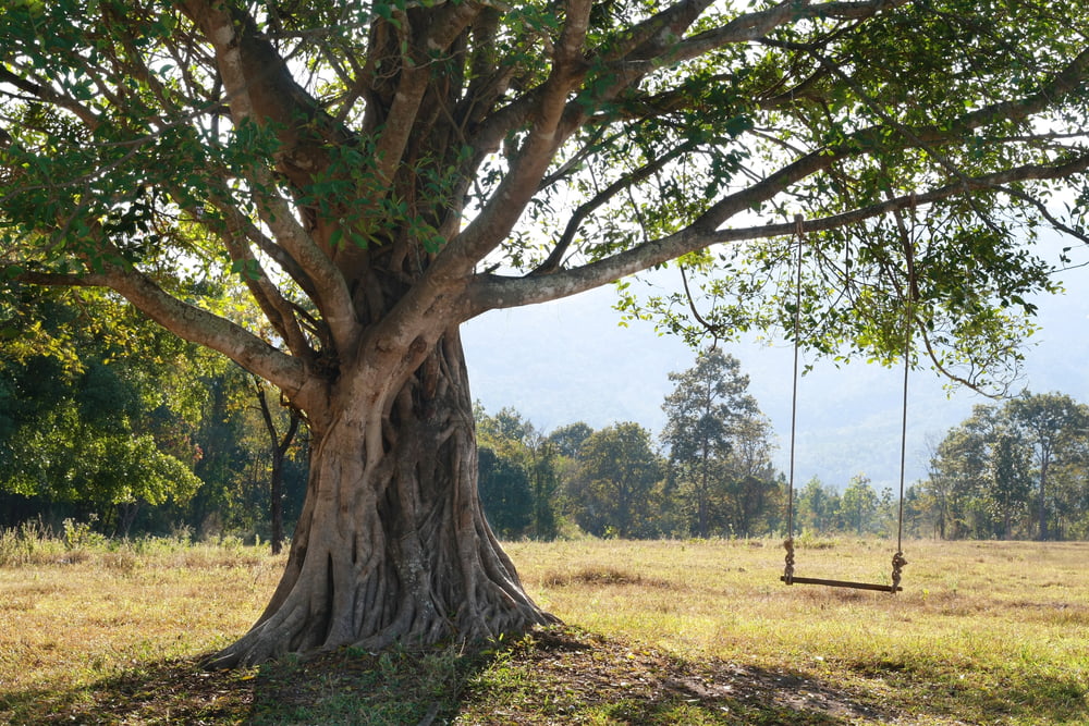 Tree Services: Cabling & Bracing Can Save At-Risk Trees