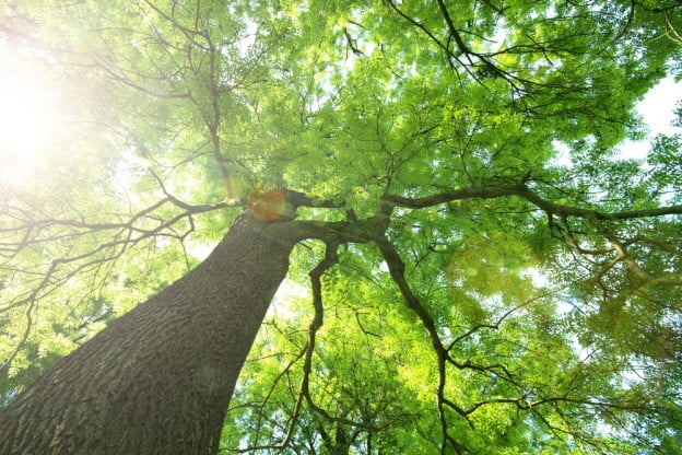 Tree Disease Control: Treating Trees Affected by Anthracnose