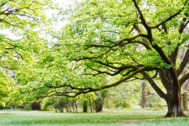 Utah Tree Planting Guide to Celebrate Arbor Day