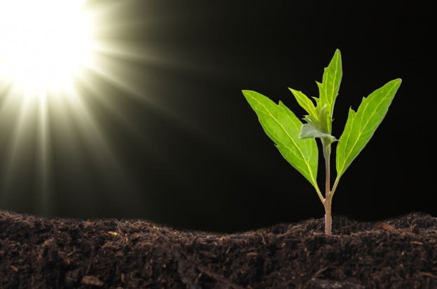 learning trees sun exposure