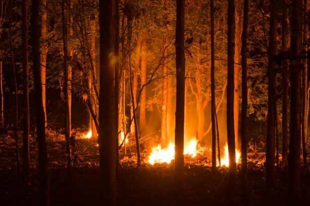 protecting trees property wildfire