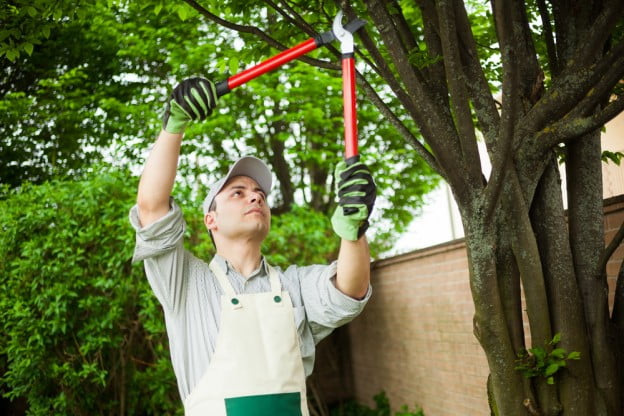 tree pruning frequency impact frequency