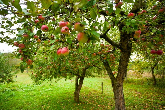 themes trimming fruit trees