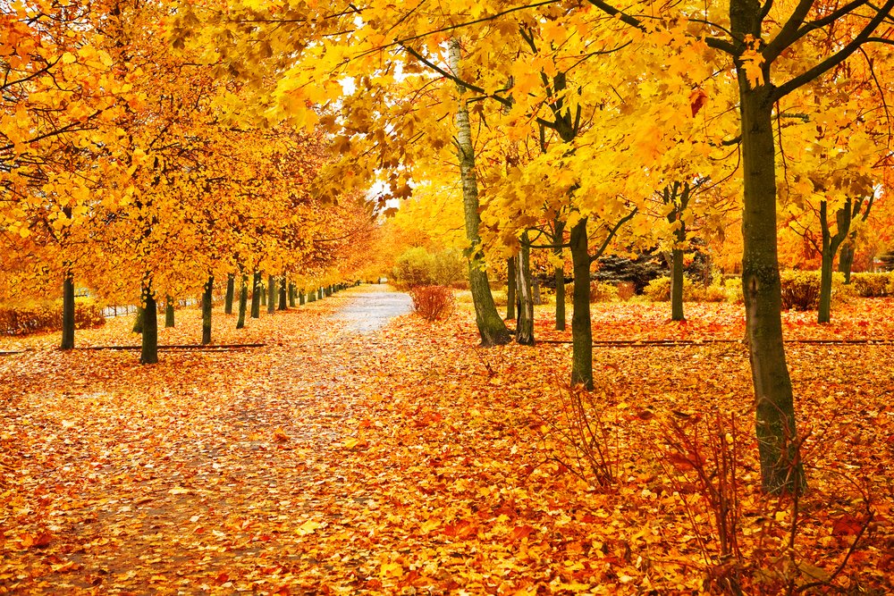 tree species autumn views